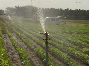 畑に散水スプリンクラー