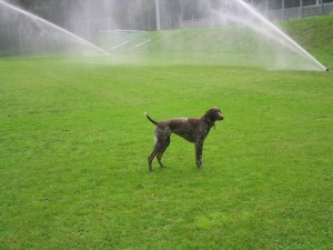 全自動散水スプリンクラーで散水するイメージ