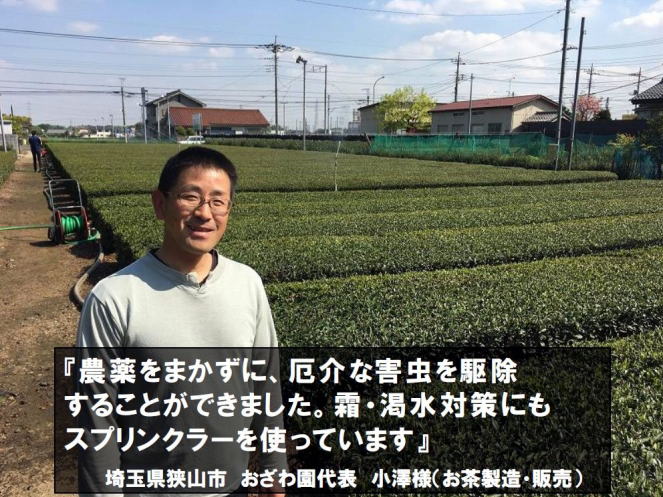 お茶畑散水スプリンクラー小澤氏 お茶畑散水スプリンクラー小澤氏