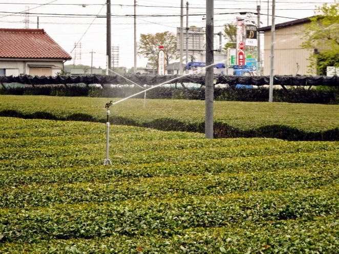 お茶畑散水スプリンクラー散水中 お茶畑散水スプリンクラー散水中