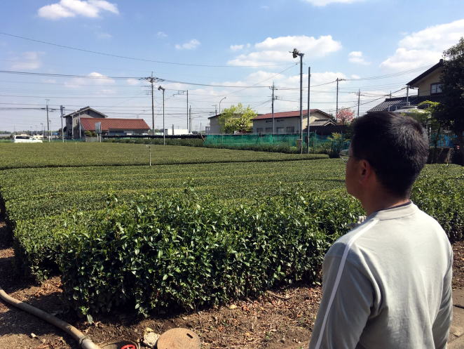 お茶畑のスプリンクラーを眺める お茶畑のスプリンクラーをながめる